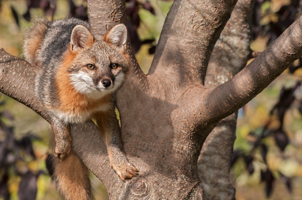 Gray fox in the middle of a tree