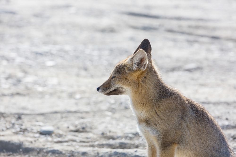 Gray fox looking at something far