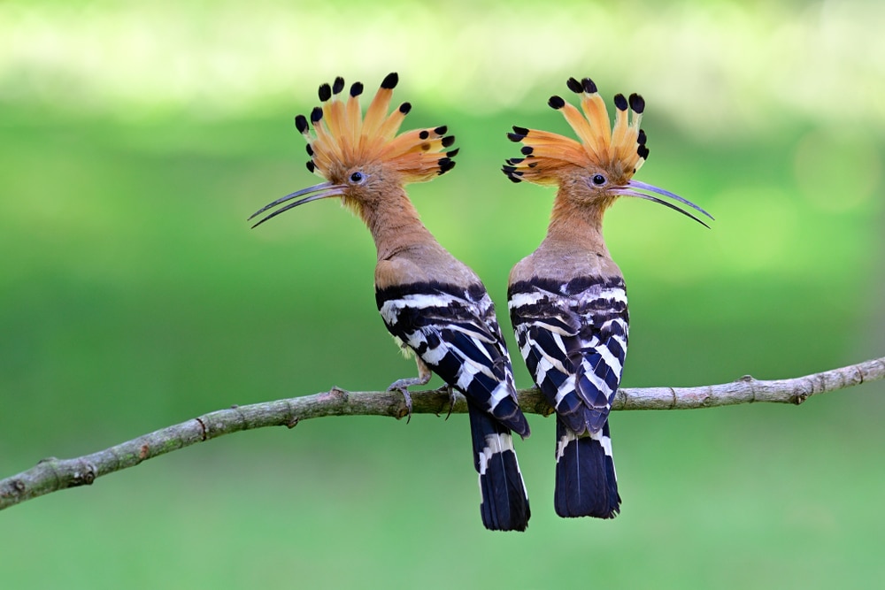 Two birds attracted to each other