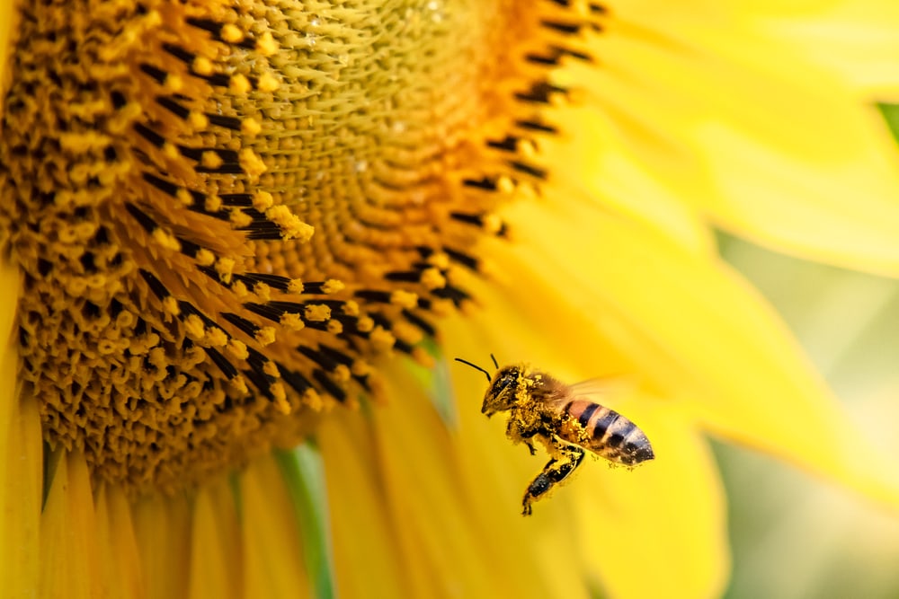 a honey bee pollinationg a sunflower plant