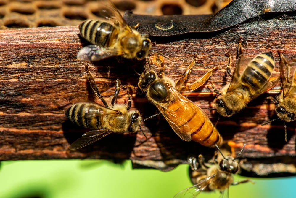 a queen bee surrounded by worker bees