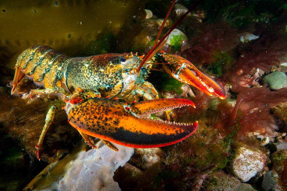 image of an American lobster underwater 