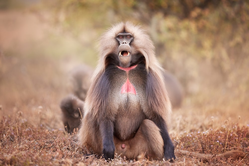 image of a gelada monkey in the wild