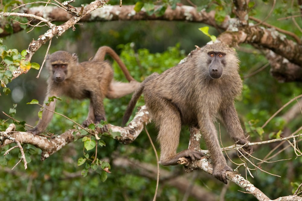 two olive baboons on a tree