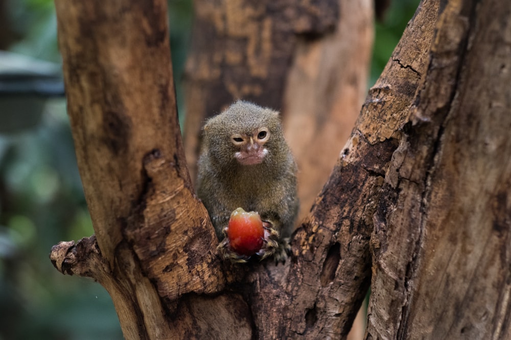 a pygmy marmoset eating a fruit on the tree