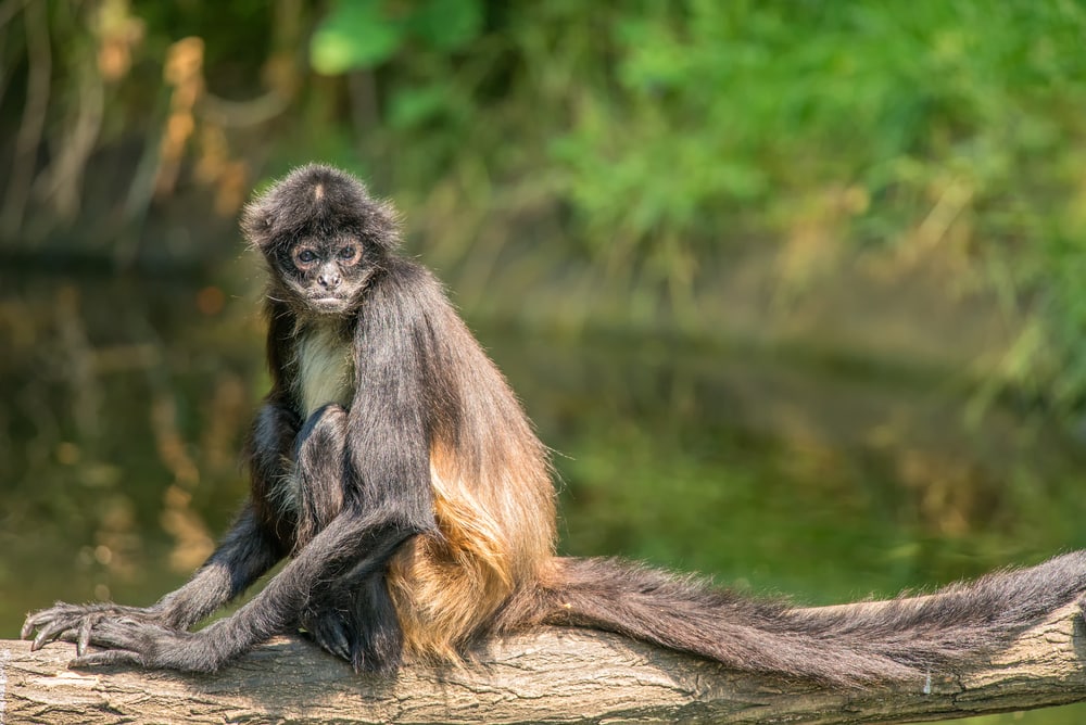 image of an American spider monkey sitting on a tree
