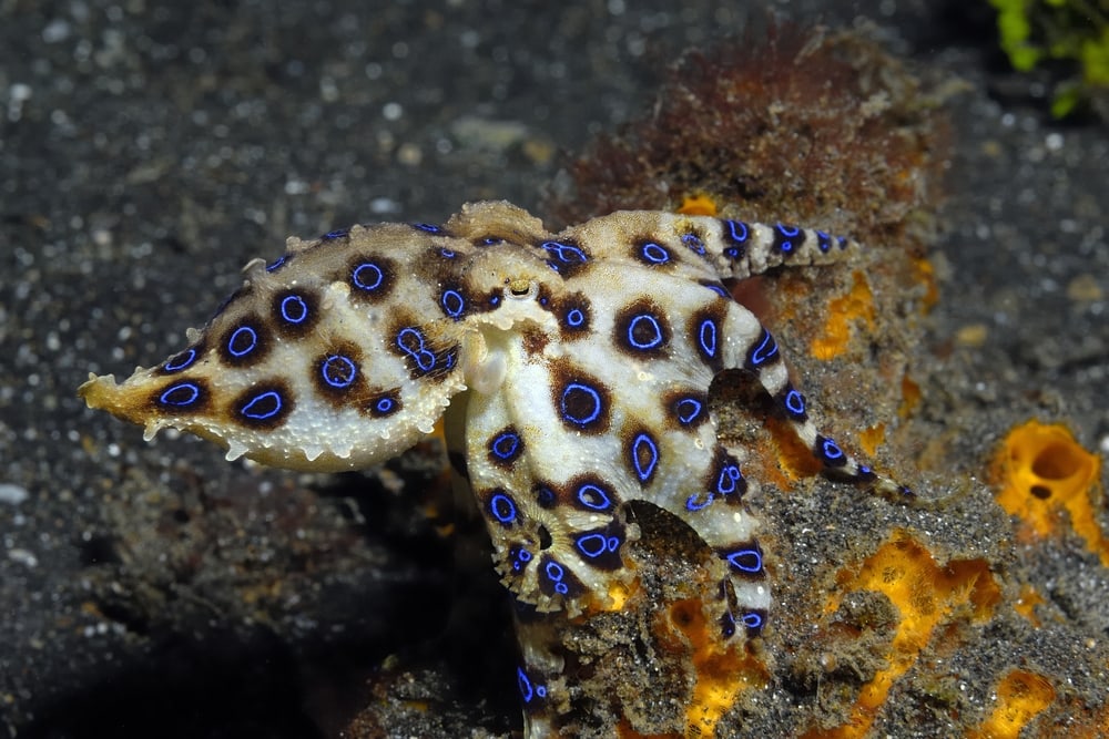 Blue-Ringed Octopus (genus Hapalochlaena) laying on a coral
