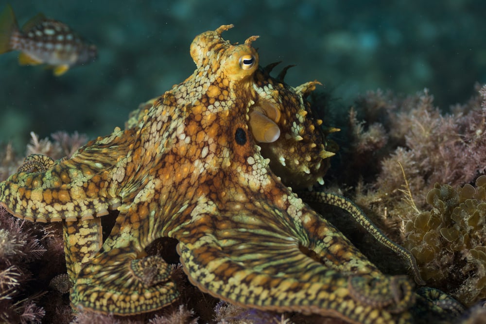 Octopus eating another octopus