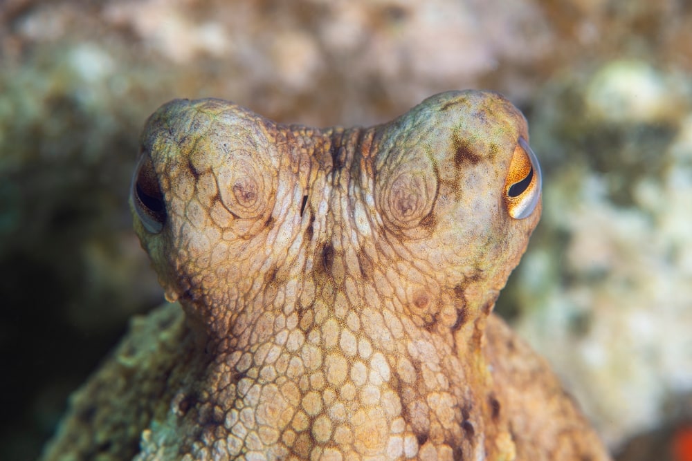 Octopus staring at the camera