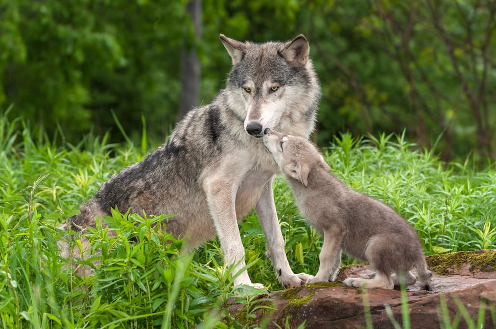 a mother wolf and her pup in the forest