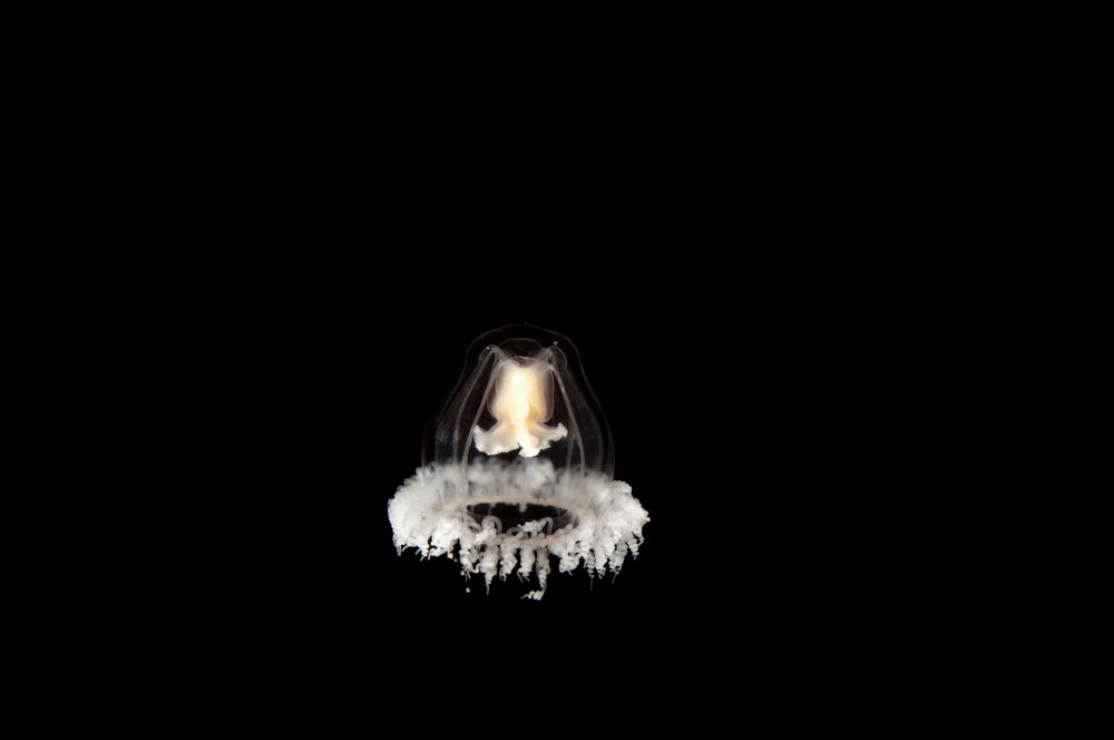 image of an immortal jellyfish isolated on a black backgorund