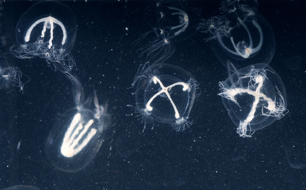 jellyfish  in polyp stage fishes among planktons