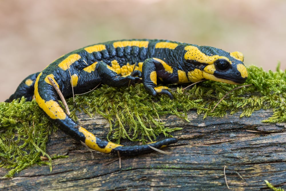 image of a black and yellow fire slamander