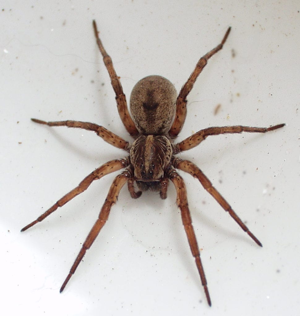 image of a hogna lenta on a white background