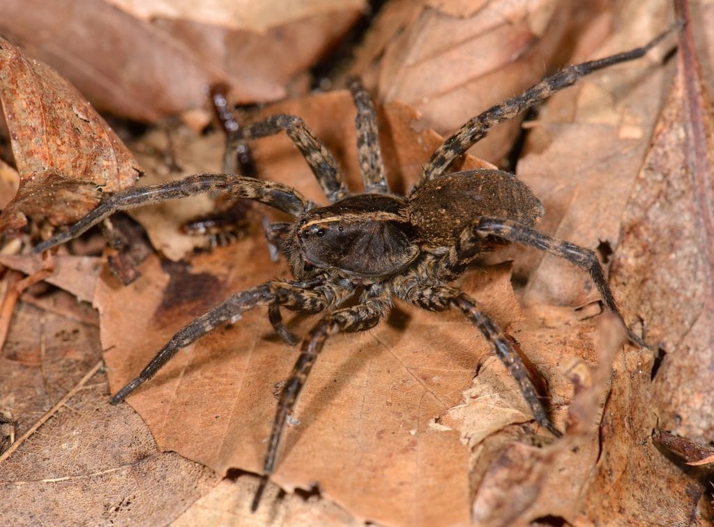 image of a Tigrosa georgicola on dired leaves