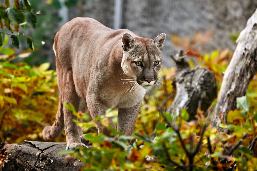 image of a puma or also known as the American cougar and mountain lion, searching for prey in the woods