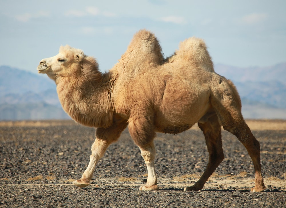 The 7 Types Of Camels From The Desert To The Andes