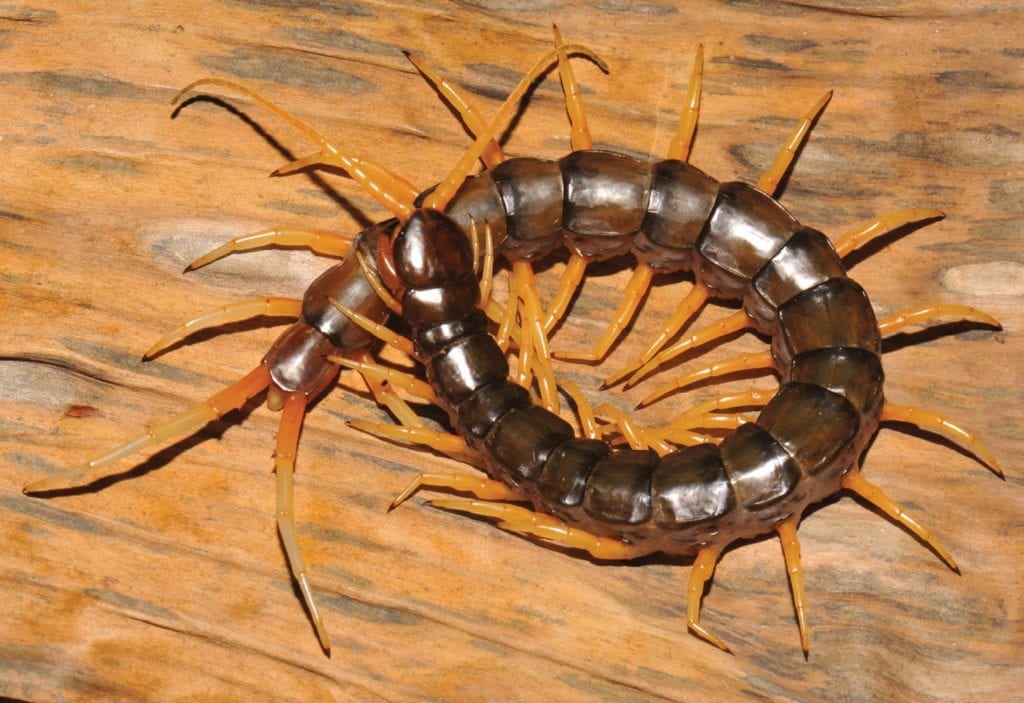 an aquatic centipede (Scolopendra cataracta), the only type of centipede that is aquatic, on a wooden surface