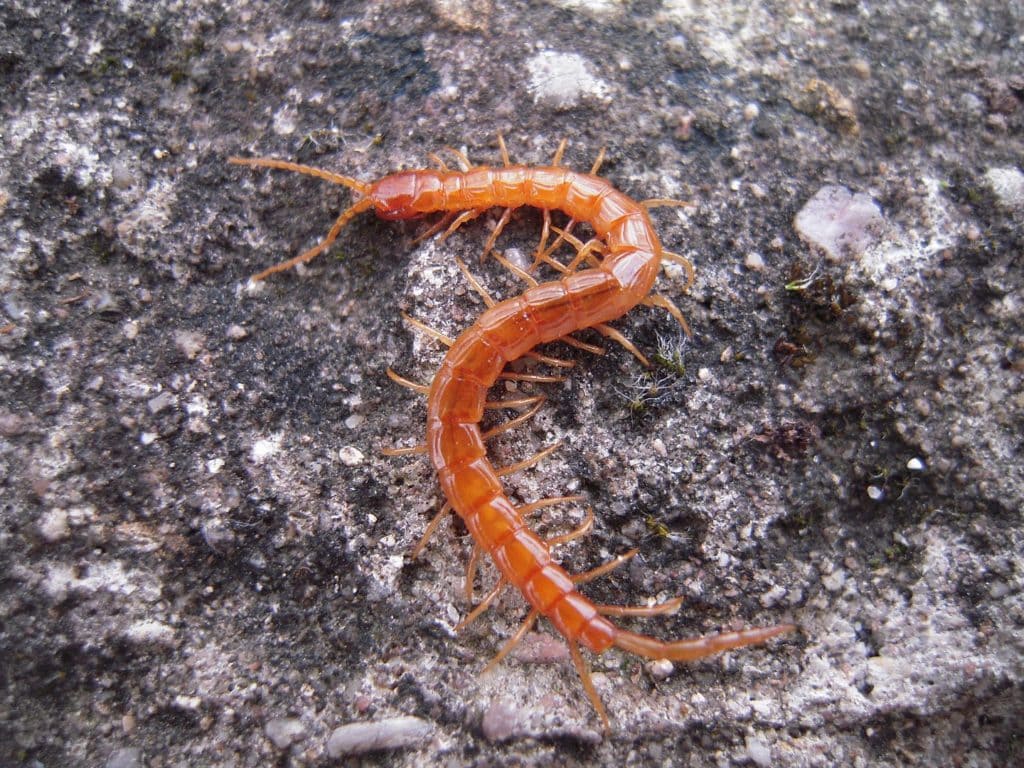 a common cryptops centipede on a rock