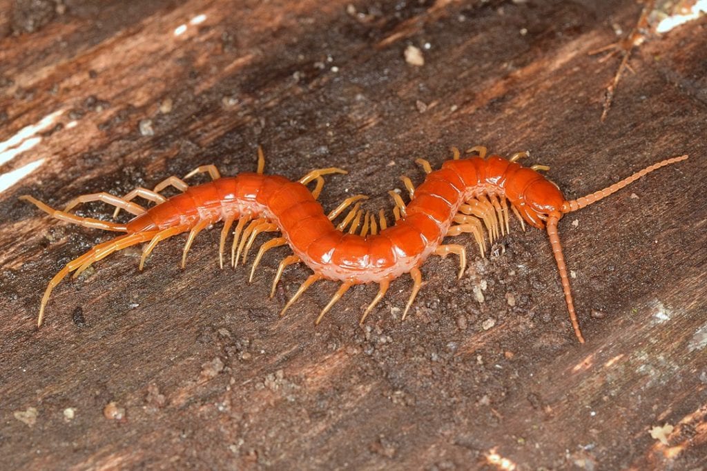 A close up image of an eastern red centipede