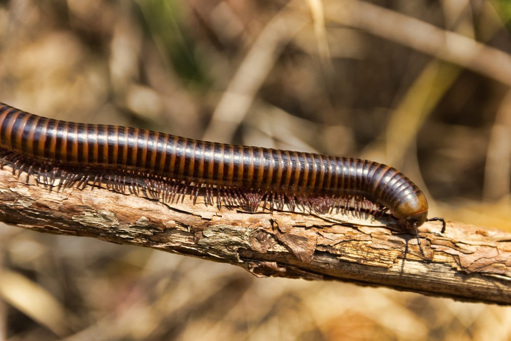 a millipede crawling on a tree branch