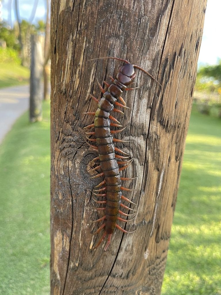 image of a Pacific giant centipede on a tree in Hawaii