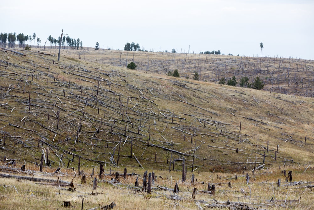 Deforestation seen in a mountain