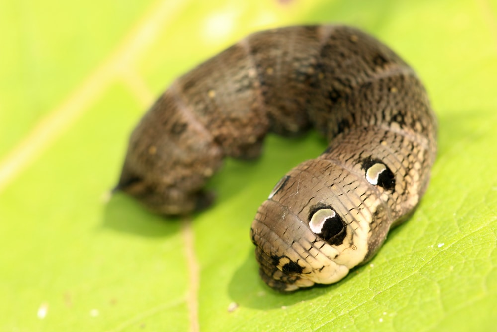 Elephant Hawk Moth Caterpillar (Deilephila elpenor) sleeping on a leaf