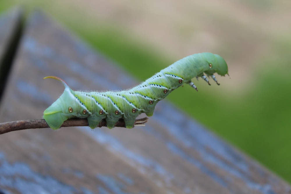 Tobacco Hornworm Caterpillar (Manduca sexta) on the edge of a stick