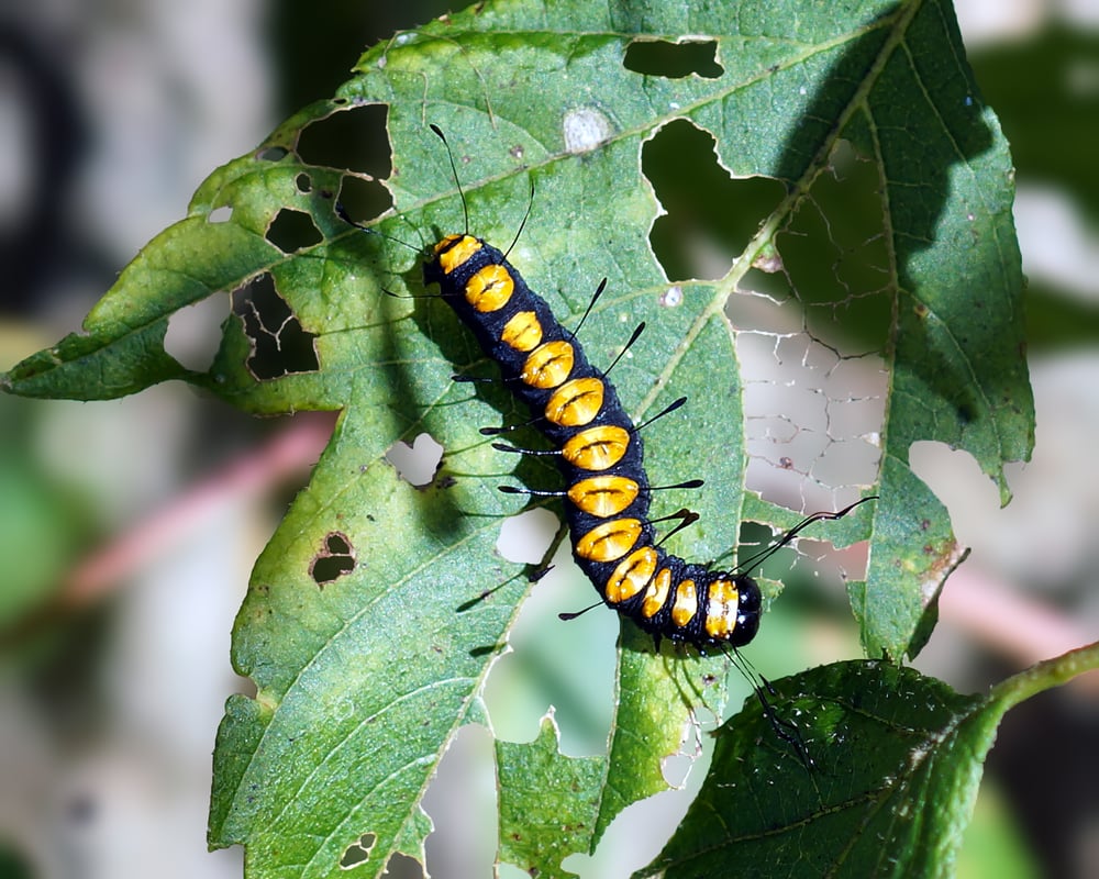 Funerary Dagger Moth Caterpillar (Acronicta funeralis) eating a leaf