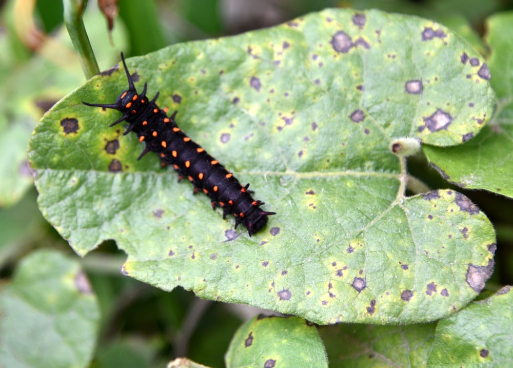 Pipevine Swallowtail Caterpillar (Battus philenor) eating the other side of a leaf