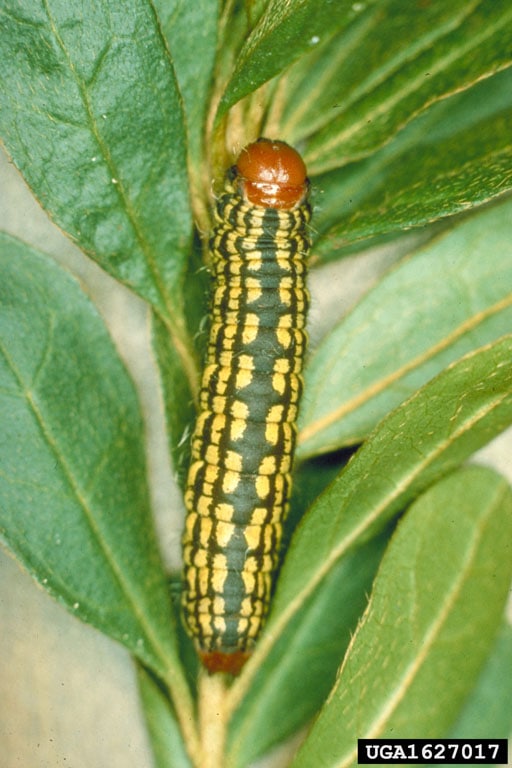 Azalea Caterpillar (Datana major) in the middle of a plant