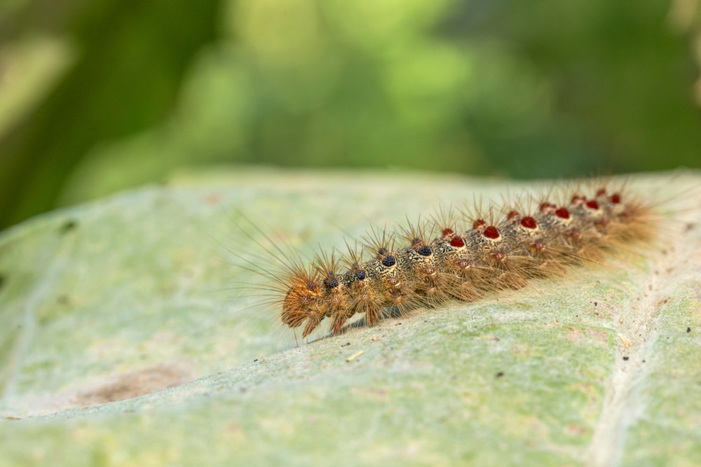 Close up photo of European Gypsy Caterpillar (Lymantria dispar dispar) walking on leaf