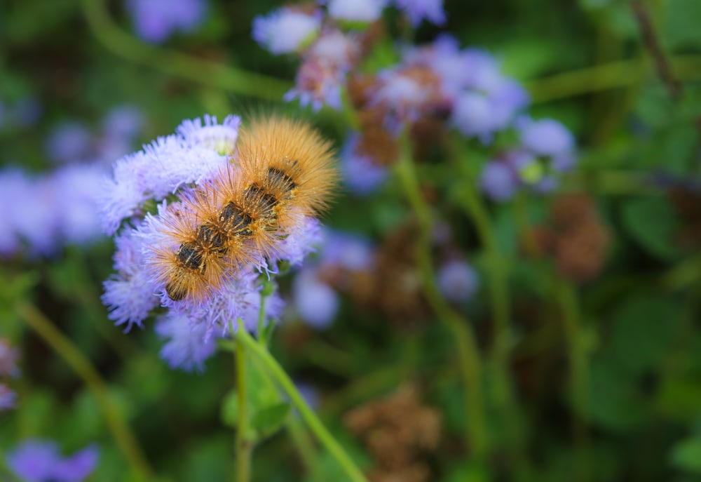 Silver-Spotted Tiger Caterpillar (Lophocampa argentata) circling around a flower