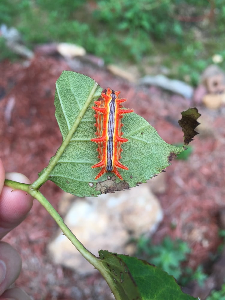Stinging Rose Caterpillar (Parasa indetermina) eating a leaf