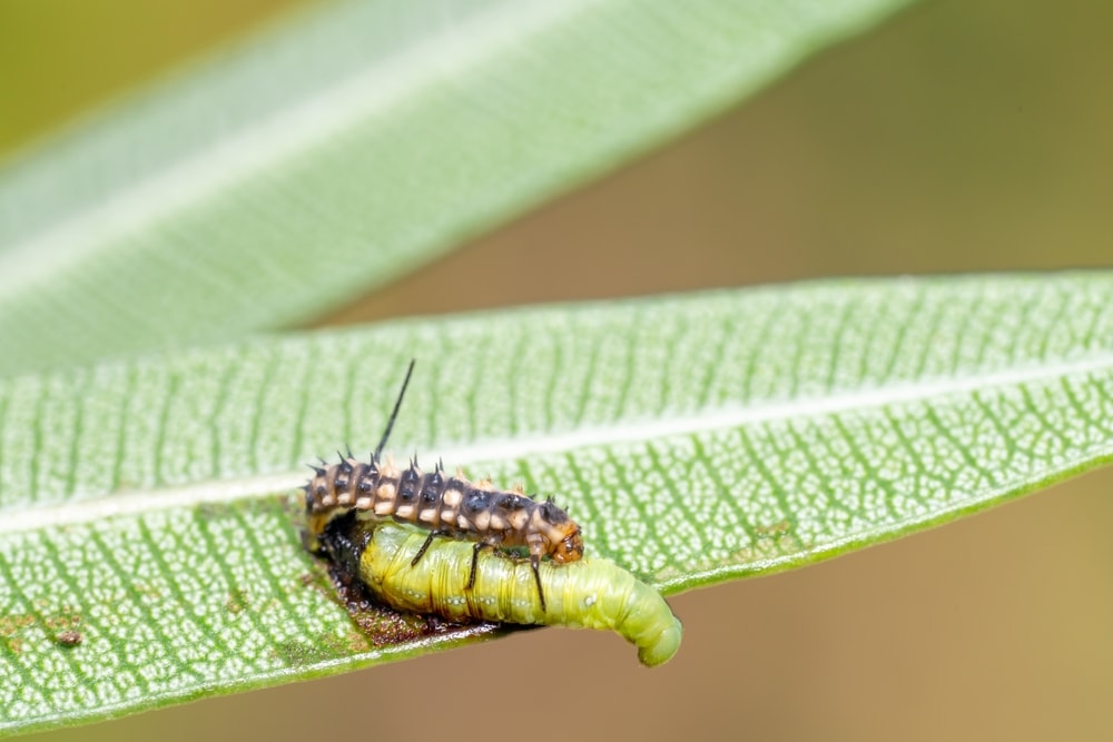 Two caterpillar on top of each other