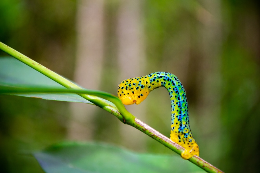 Caterpillar standing on a plant