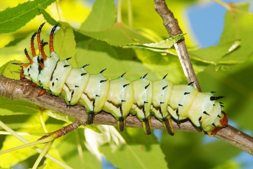 Hickory Horned Devil Caterpillar (Citheronia regalis) holding on the branch of a plant