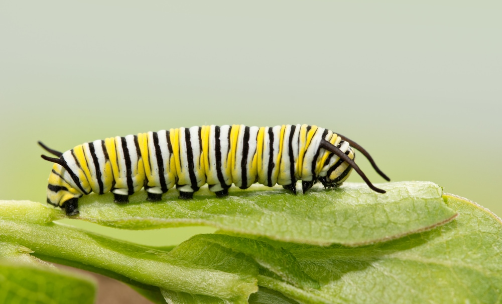 Close up photo of Monarch Caterpillar (Danaus plexippus) eating