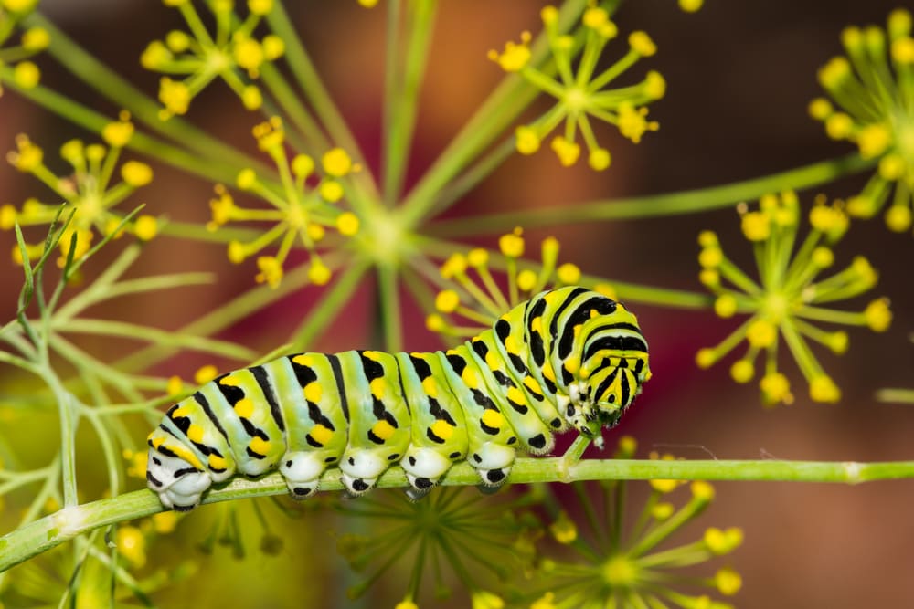 Black Swallowtail Caterpillar (Papilio polyxenes) eating the green branch of a plant