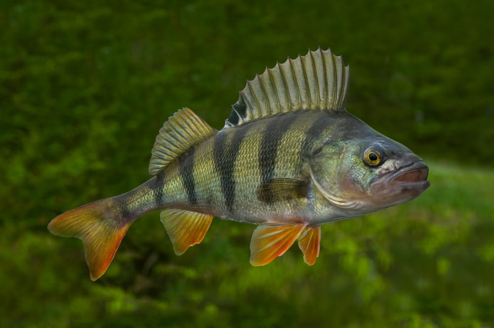 Perch with rock full of moss in the background