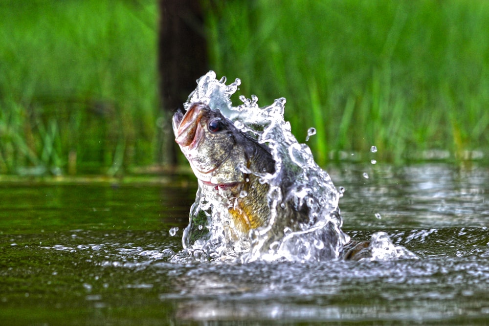 Bass jumping out of the water