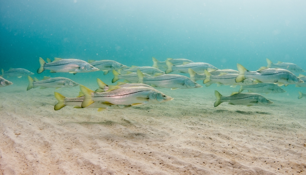 Snook below the sea
