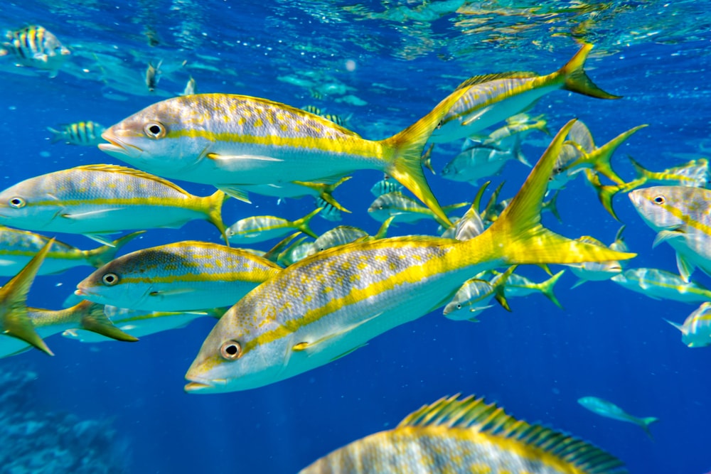 Group of Snapper on the surface of a sea