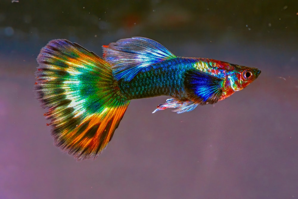 Guppies inside an aquarium