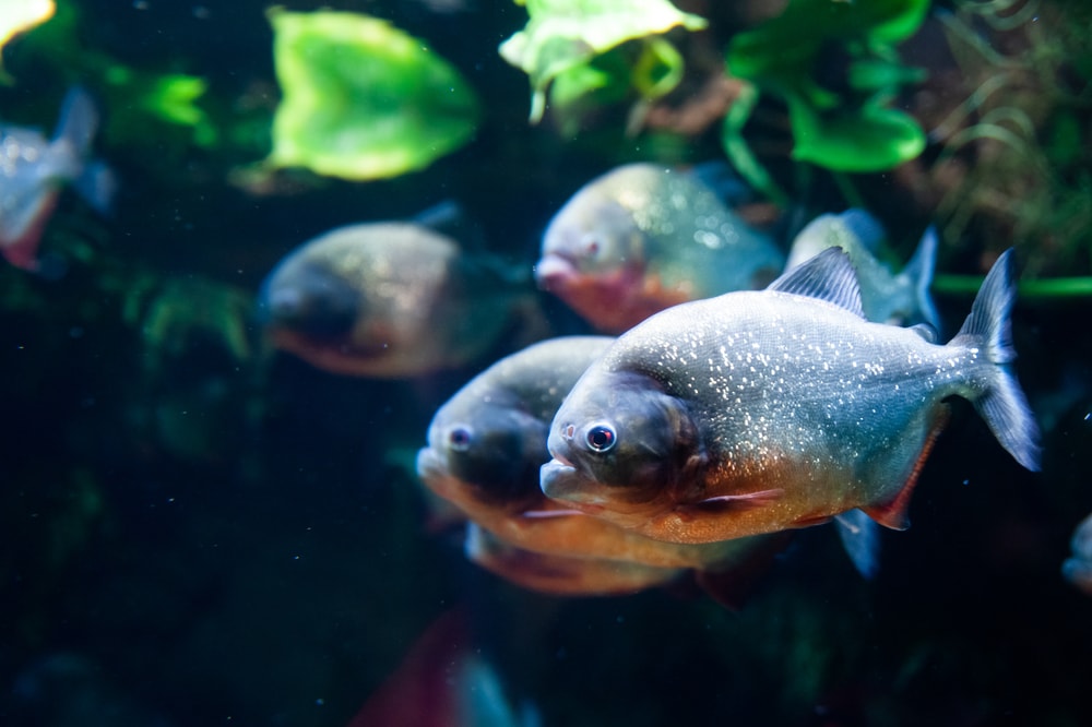 Piranha hiding under the plants