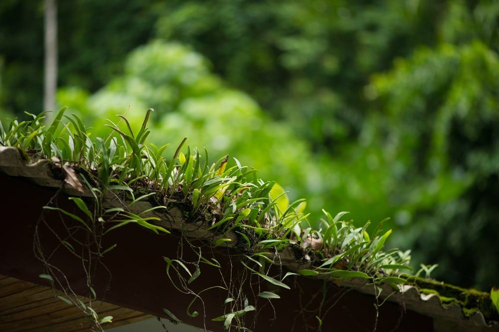 Plants growing on a roof