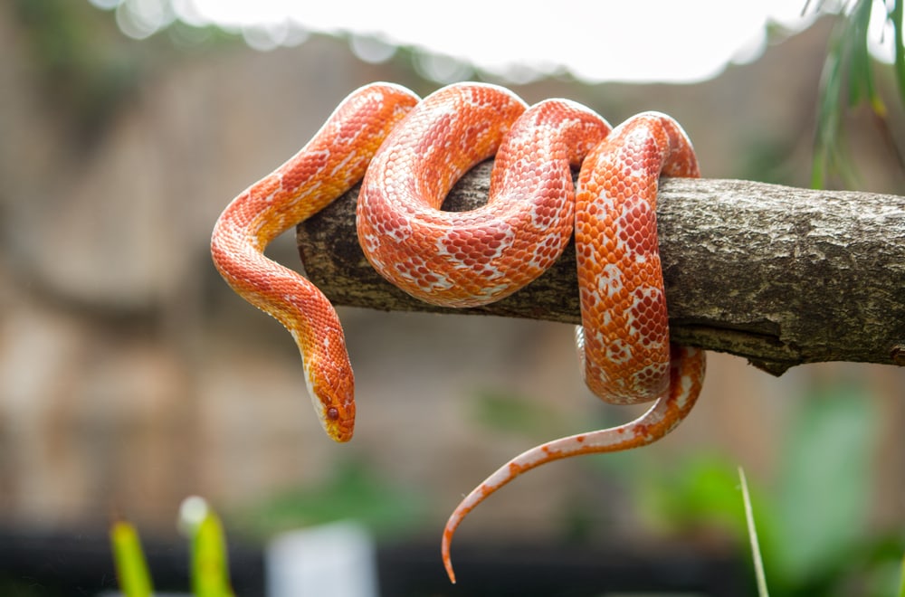 a corn snake hanging from a tree branch