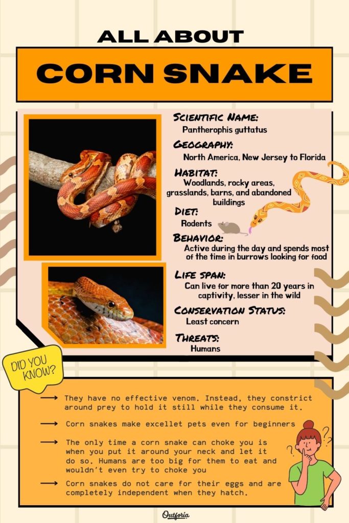 corn snake chart with description, facts, and images