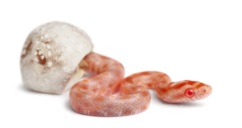 image of a newly hatched corn snake coming out from its egg